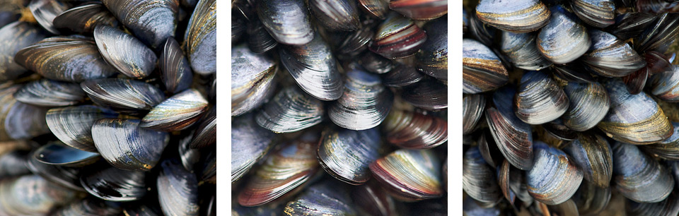 Mussel Beds triptych
