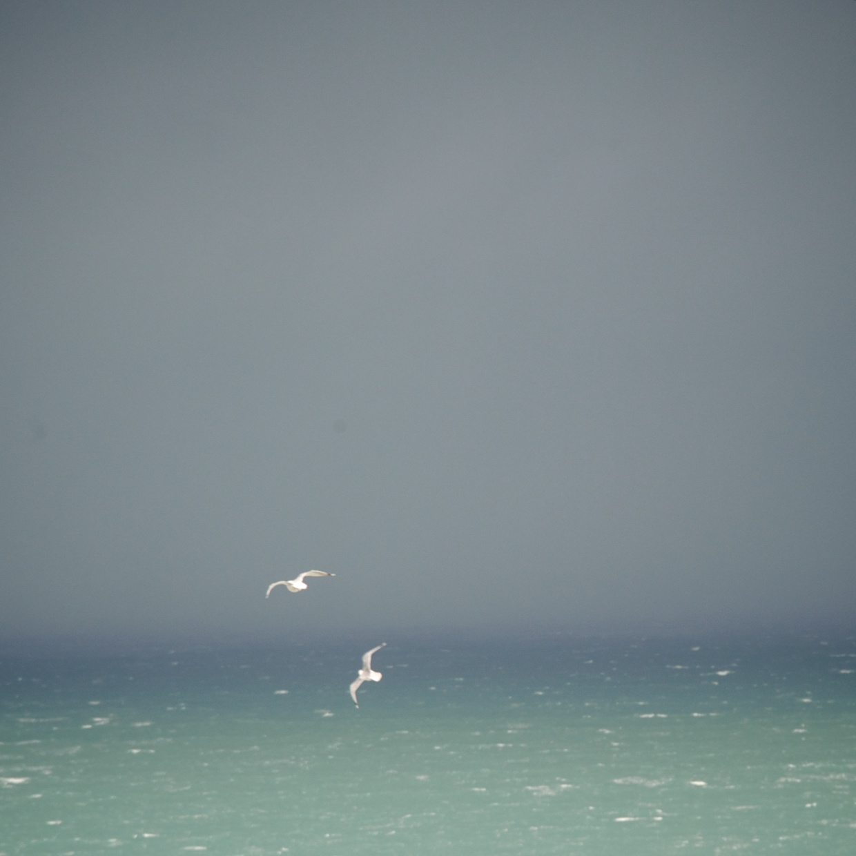 Two Gulls Riding Thermals