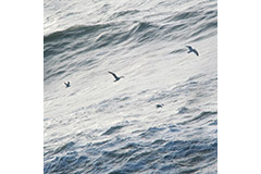 Four Gulls Silverblue